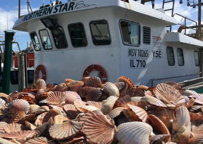 Australian Scallops Freshly Caught Available at San Remo Fisherman's Co-op