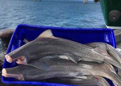 Local fresh fish caught by San Remo Fisherman's Co-op | Home of the Best Fish and Chips on Phillip Island