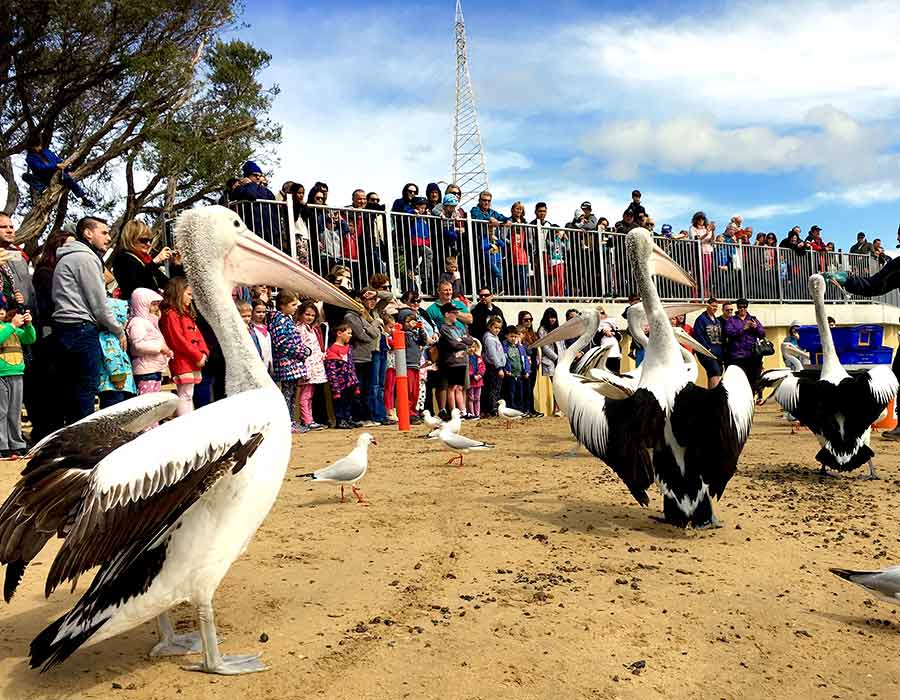 Pelican Feeding San Remo Pier| Discover the Bass Coast