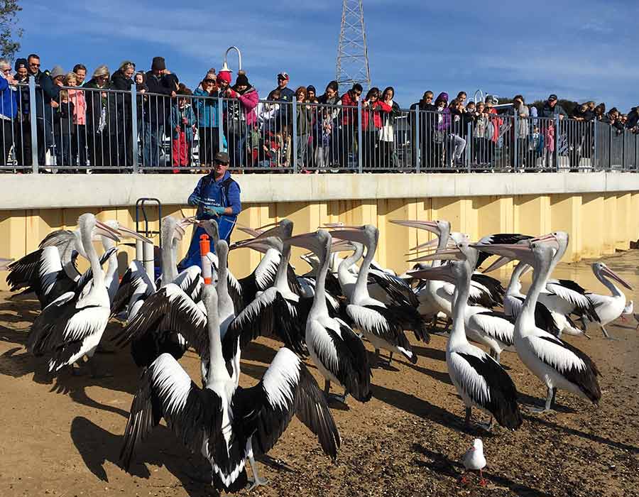 Free Pelican Feeding daily at 12pm from San Remo Pier, Philip Island.