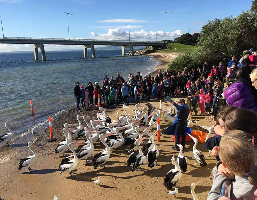 Great thing to do with Kids on Phillip Island | Feeding Pelicans Daily 12pm | San Remo, Australia